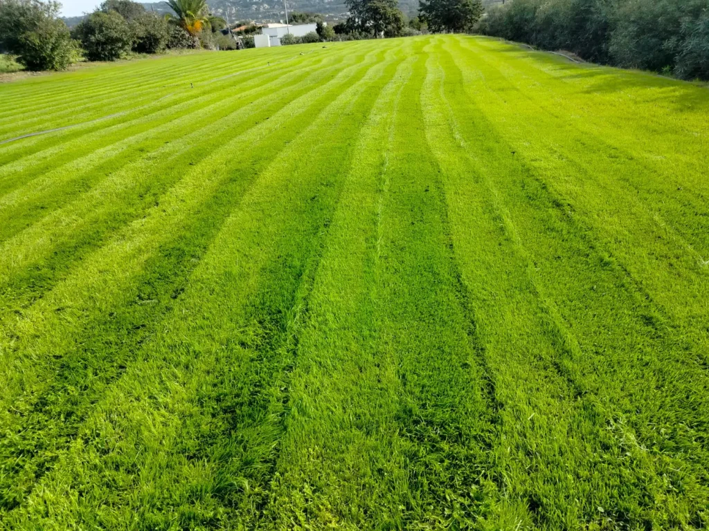 Gazon prête: Zoysia
